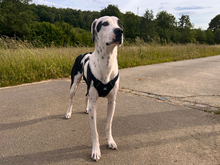 DINO, Hund, Mischlingshund in Altdorf - Bild 2