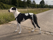 DINO, Hund, Mischlingshund in Altdorf - Bild 3