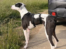 DINO, Hund, Mischlingshund in Altdorf - Bild 4
