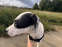 DINO, Hund, Mischlingshund in Altdorf - Bild 5