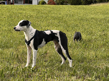 DINO, Hund, Mischlingshund in Altdorf - Bild 6