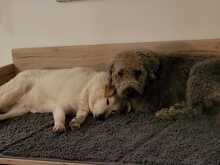 SAMMY, Hund, Maremma Abruzzenhund-Mix in Mengkofen - Bild 3