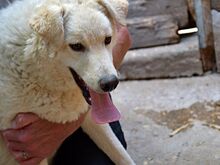 SAMMY, Hund, Maremma Abruzzenhund-Mix in Mengkofen - Bild 4