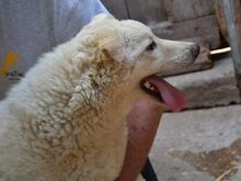 SAMMY, Hund, Maremma Abruzzenhund-Mix in Mengkofen - Bild 5