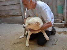 SAMMY, Hund, Maremma Abruzzenhund-Mix in Mengkofen - Bild 6