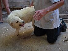 SAMMY, Hund, Maremma Abruzzenhund-Mix in Mengkofen - Bild 7