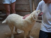 SAMMY, Hund, Maremma Abruzzenhund-Mix in Mengkofen - Bild 8