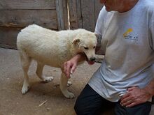 SAMMY, Hund, Maremma Abruzzenhund-Mix in Mengkofen - Bild 9