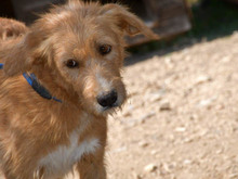 TOMMY, Hund, Mischlingshund in München - Bild 3