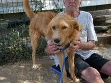 TOMMY, Hund, Mischlingshund in München - Bild 4