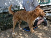 TOMMY, Hund, Mischlingshund in München - Bild 5