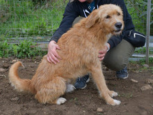 TOMMY, Hund, Mischlingshund in München - Bild 6