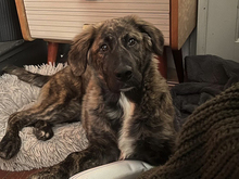 DARLA, Hund, Mischlingshund in Feldberger Seenlandschaft