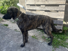 DARLA, Hund, Mischlingshund in Feldberger Seenlandschaft - Bild 2