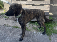 DARLA, Hund, Mischlingshund in Feldberger Seenlandschaft - Bild 3