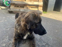 DARLA, Hund, Mischlingshund in Feldberger Seenlandschaft - Bild 4