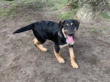 DUCCIO, Hund, Mischlingshund in Ahrensfelde - Bild 1