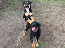 DUCCIO, Hund, Mischlingshund in Ahrensfelde - Bild 3