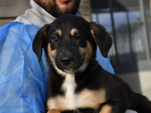 DUCCIO, Hund, Mischlingshund in Ahrensfelde - Bild 4