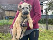 PABLO, Hund, Mischlingshund in Ulrichstein - Bild 3