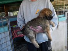 PABLO, Hund, Mischlingshund in Ulrichstein - Bild 5