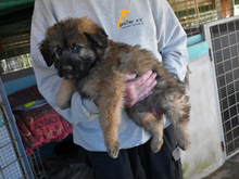 PABLO, Hund, Mischlingshund in Ulrichstein - Bild 6