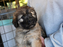 PINKO, Hund, Mischlingshund in Ulrichstein - Bild 3