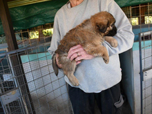 PINKO, Hund, Mischlingshund in Ulrichstein - Bild 5