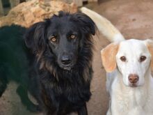 NADIA, Hund, Mischlingshund in Eberbach - Bild 1