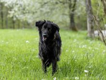 NADIA, Hund, Mischlingshund in Eberbach - Bild 11