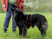 NADIA, Hund, Mischlingshund in Eberbach - Bild 12