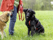 NADIA, Hund, Mischlingshund in Eberbach - Bild 14