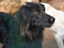 NADIA, Hund, Mischlingshund in Eberbach - Bild 2