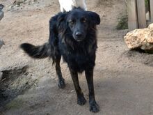 NADIA, Hund, Mischlingshund in Eberbach - Bild 3