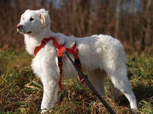 QUINCY, Hund, Mischlingshund in Gersheim - Bild 1