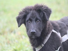 PACO, Hund, Mischlingshund in Lindlar - Bild 1