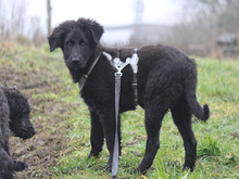 PACO, Hund, Mischlingshund in Lindlar - Bild 3