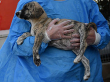 LELO-LELE, Hund, Mischlingshund in Kerpen - Bild 10