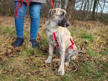 LELO-LELE, Hund, Mischlingshund in Kerpen - Bild 2