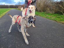 LELO-LELE, Hund, Mischlingshund in Kerpen - Bild 3