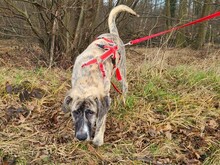 LELO-LELE, Hund, Mischlingshund in Kerpen - Bild 6