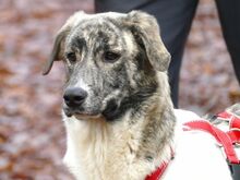 JANE, Hund, Mischlingshund in Sonsbeck - Bild 1