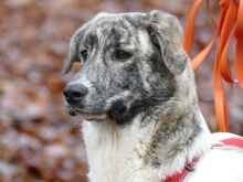 JANE, Hund, Mischlingshund in Sonsbeck - Bild 3