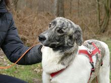 JANE, Hund, Mischlingshund in Sonsbeck - Bild 4