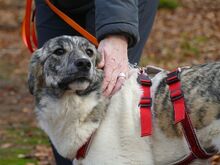 JANE, Hund, Mischlingshund in Sonsbeck - Bild 6