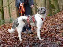 JANE, Hund, Mischlingshund in Sonsbeck - Bild 7