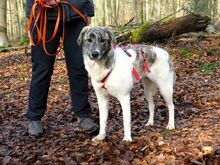 JANE, Hund, Mischlingshund in Sonsbeck - Bild 8