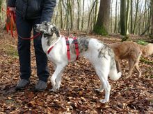 JANE, Hund, Mischlingshund in Sonsbeck - Bild 9