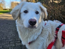 QUEEN, Hund, Maremma Abruzzenhund-Mix in Ratingen - Bild 1