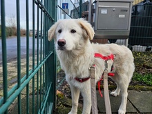 QUEEN, Hund, Maremma Abruzzenhund-Mix in Ratingen - Bild 2